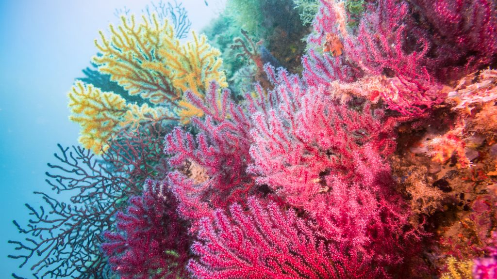 coral reef